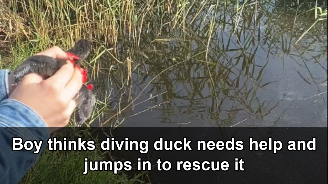 Boy jumps into water to save duck that was actually fine