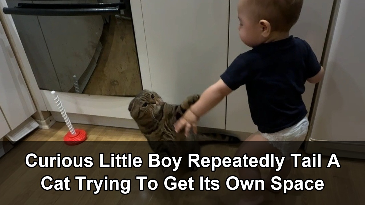 Toddler follows cat around house as pet tries to escape