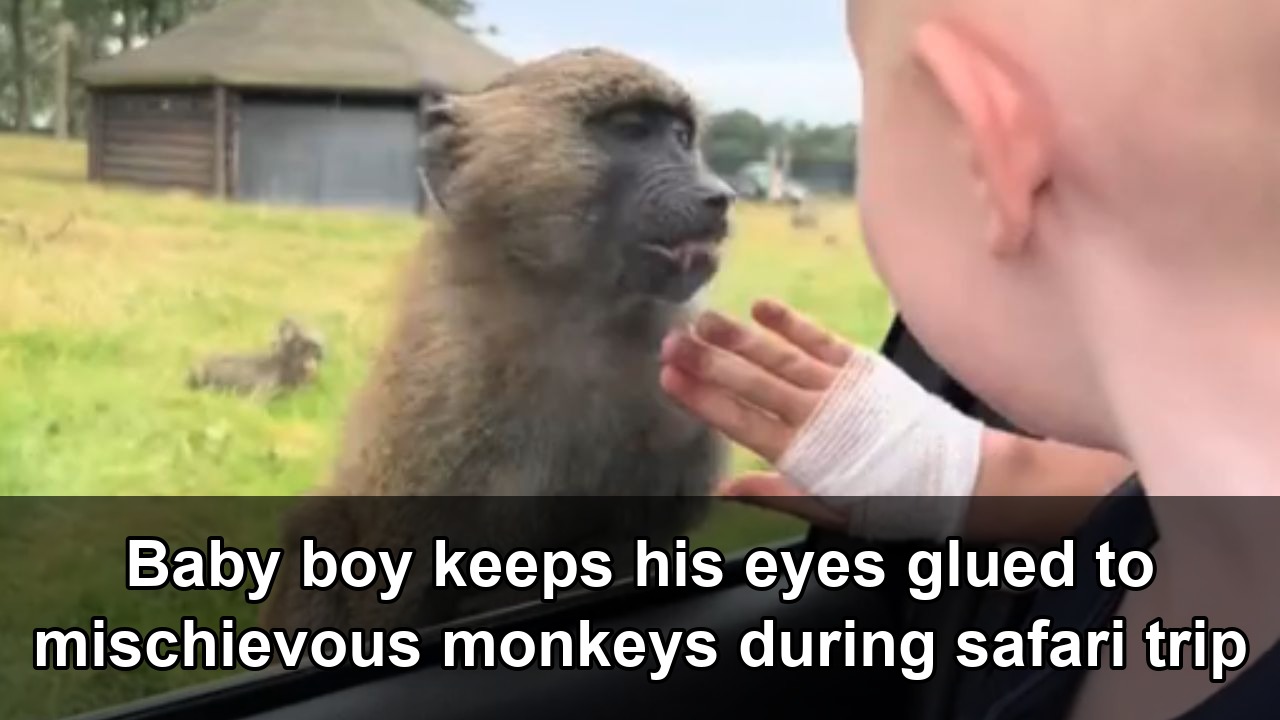 Toddler watches monkeys raid safari car