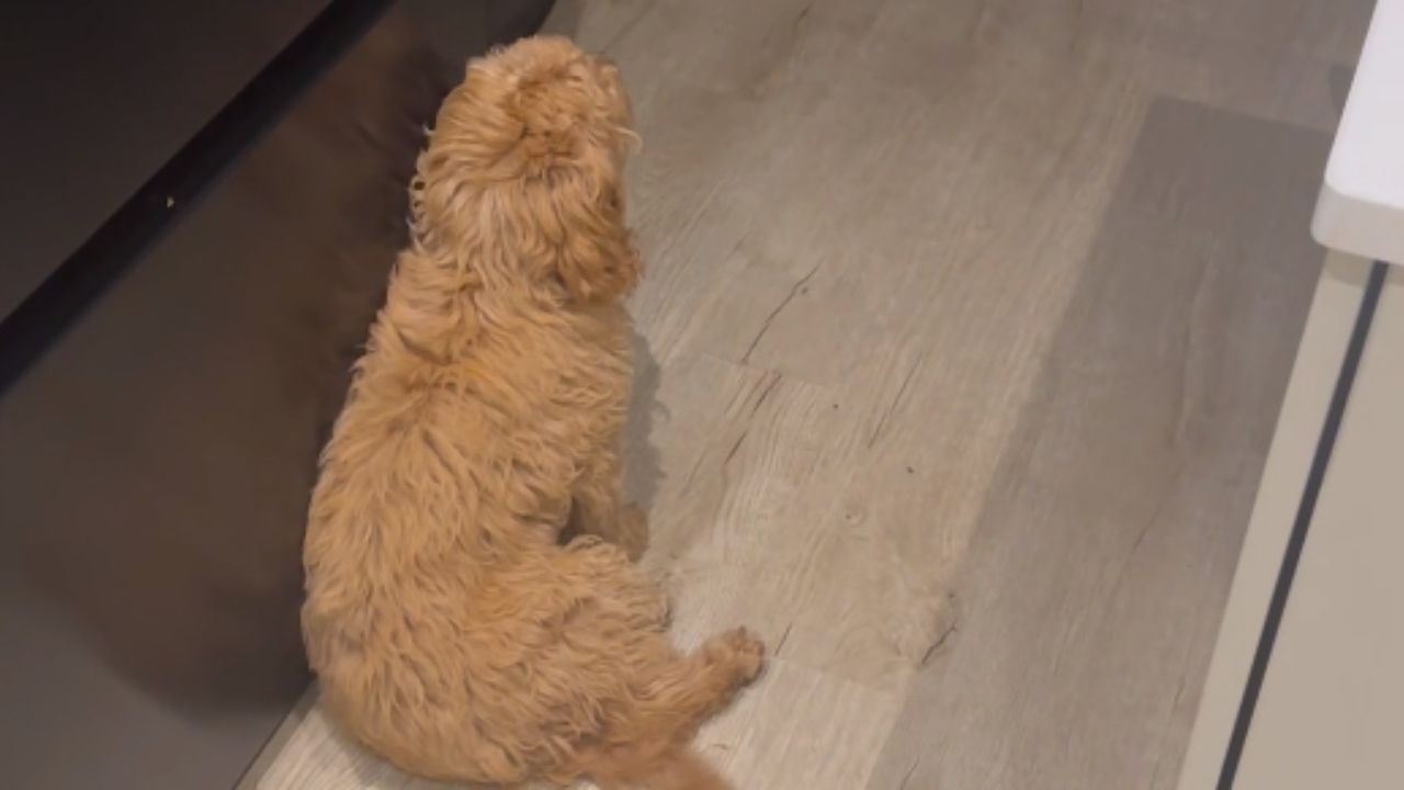 Dog ignores dad until he copies mum's voice